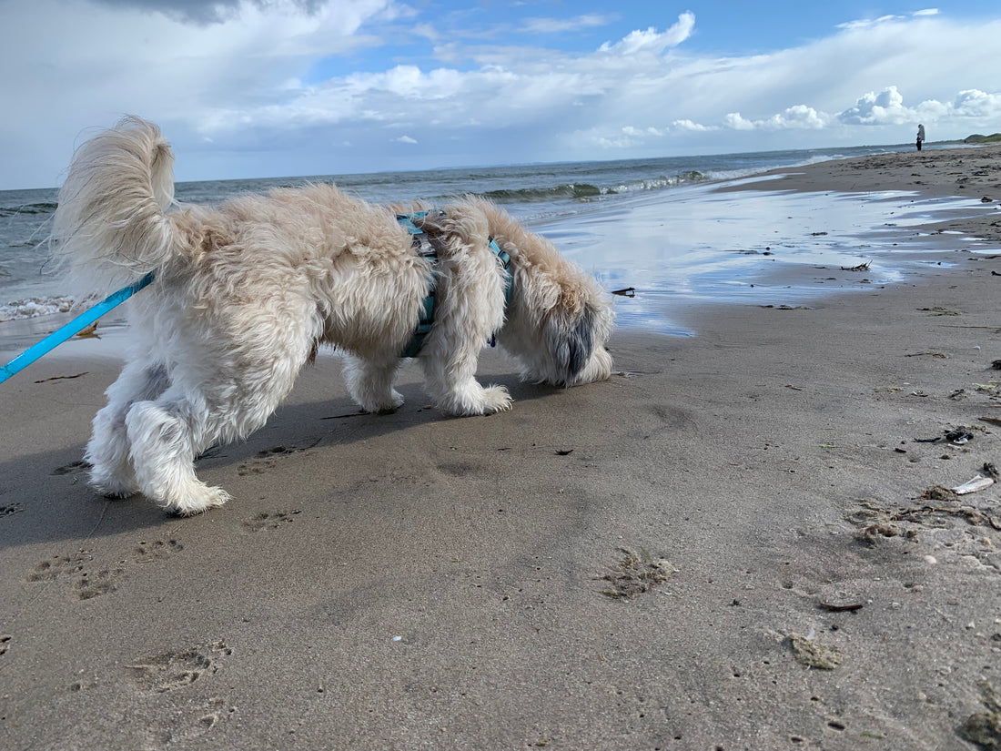 Ein Havaneser schnüffelt am Ostseestrand